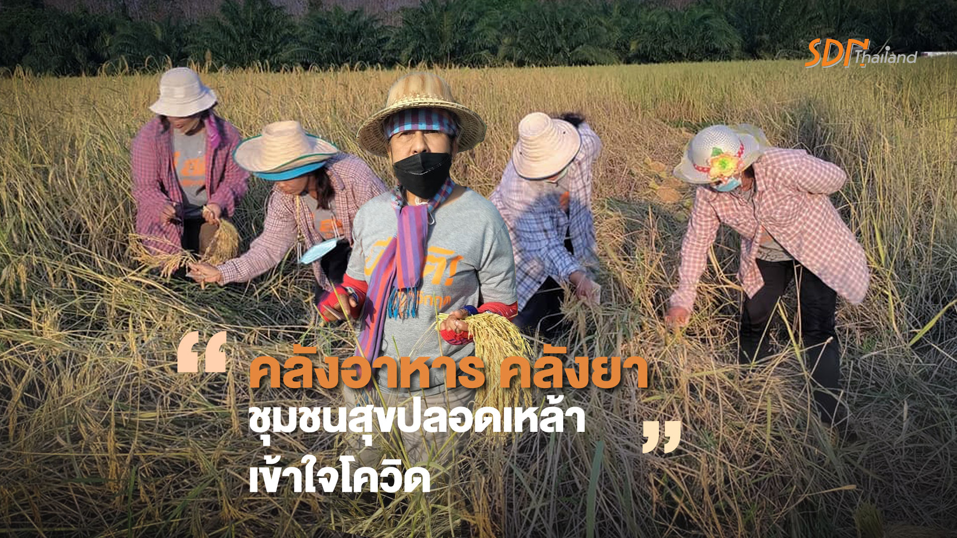 ชาวบ้านตำบลนาข้าวเสีย จ.ตรัง ร่วมกัน เกี่ยวข้าวที่ร่วมกันปลูกจากโครงการ “คลังอาหาร คลังยา ชุมชนสุขปลอดเหล้าเข้าใจโควิด”
